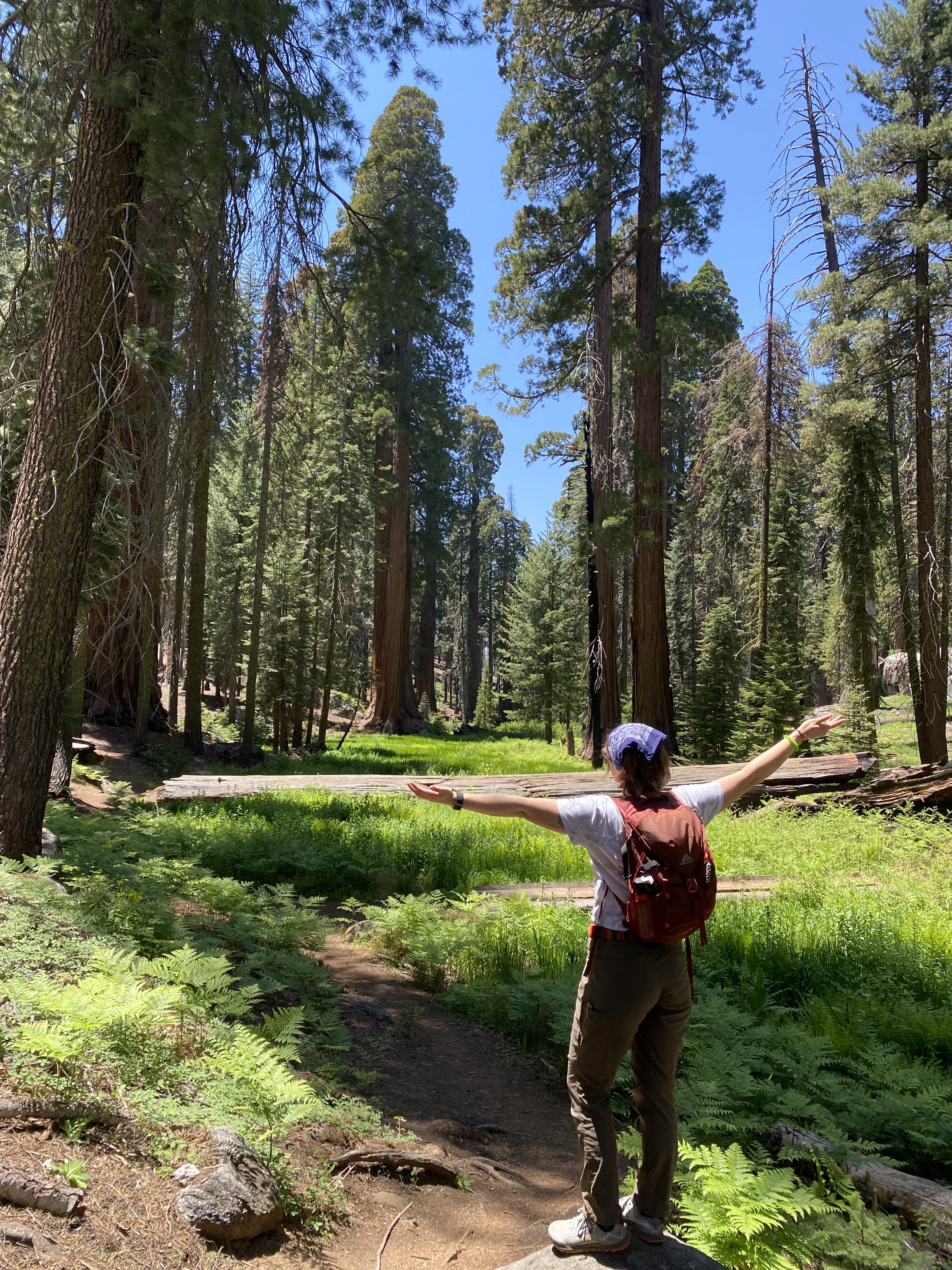 Surrounded by Sequoia trees in the Sequoia National Park
